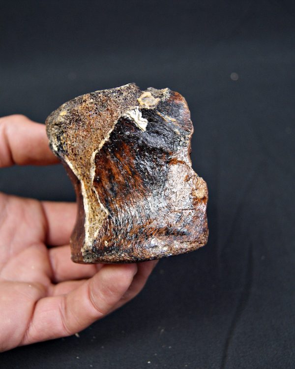 SONY DSC Vértebra de bisonte