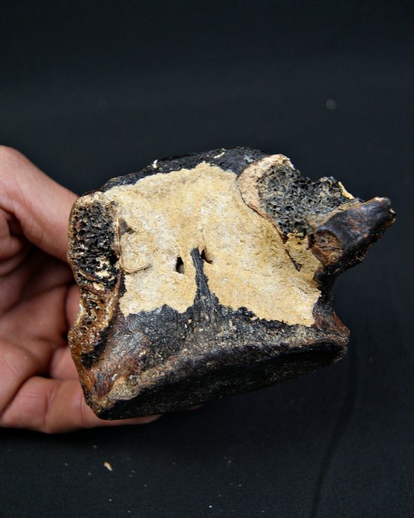 Vértebra de bisonte