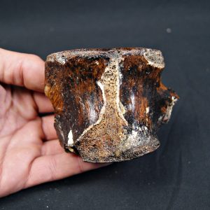 Vértebra de bisonte