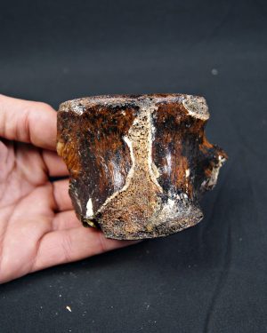 Vértebra de bisonte