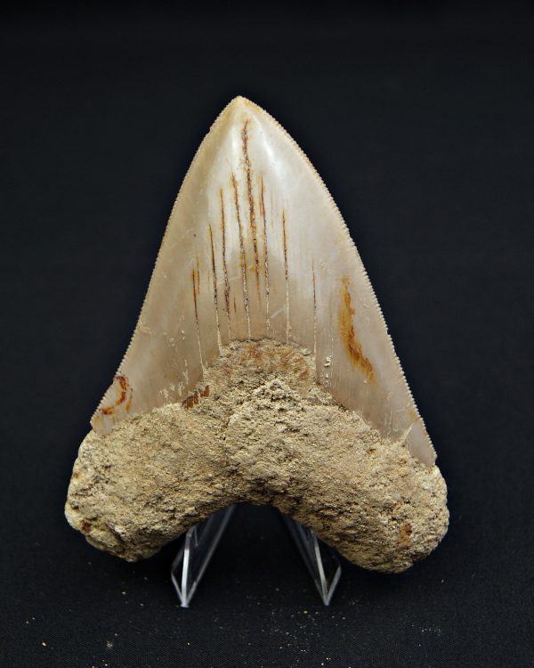 Megalodon muy cortante