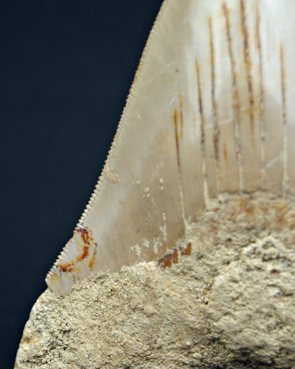 Megalodon muy cortante