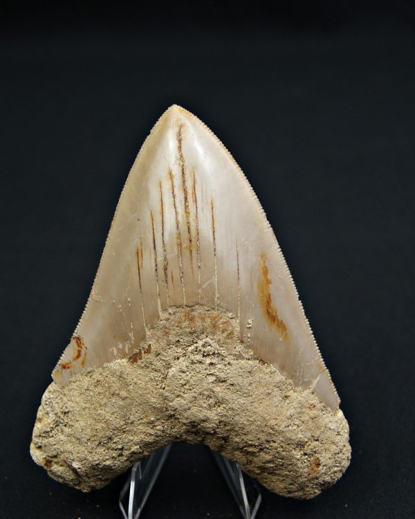 Megalodon muy cortante