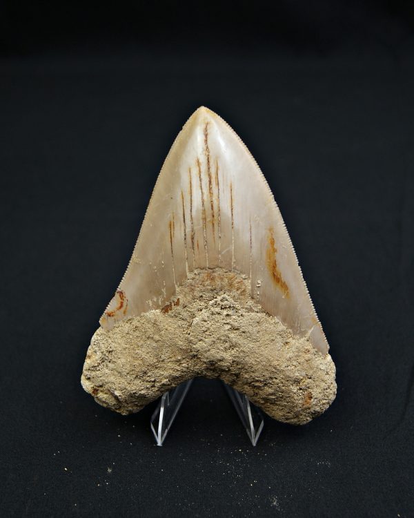 Megalodon muy cortante