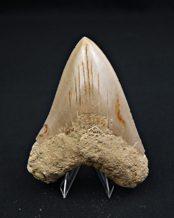 Megalodon muy cortante