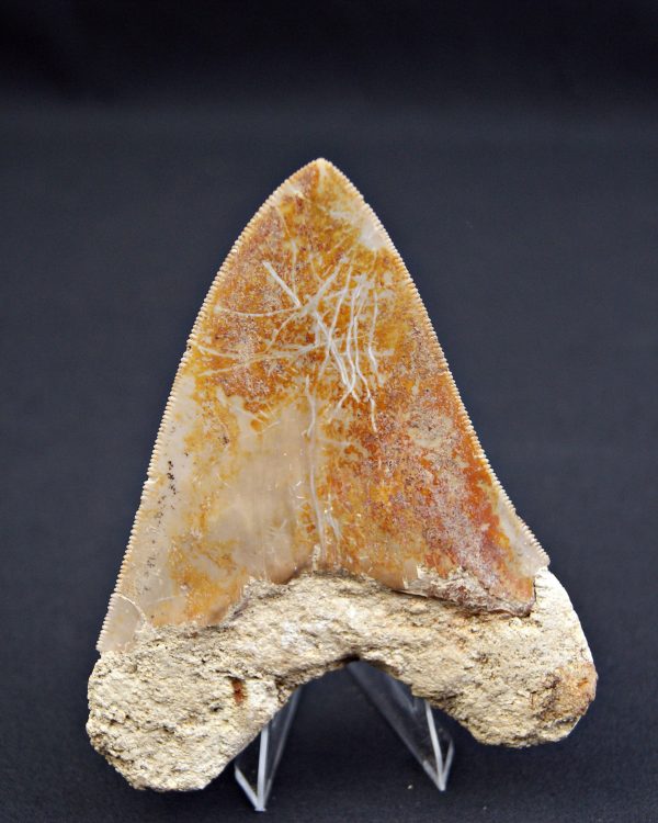 Megalodon muy cortante