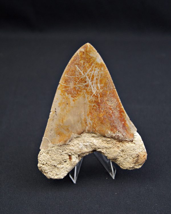 Megalodon muy cortante