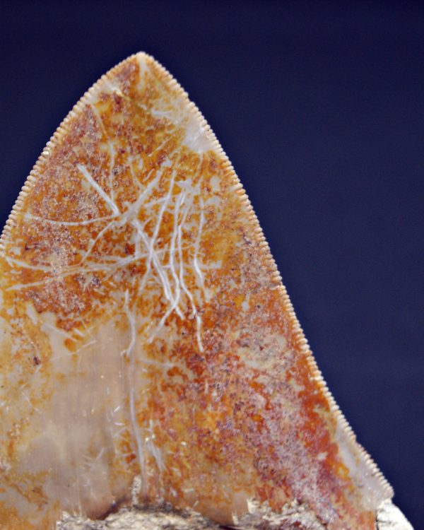 Megalodon muy cortante