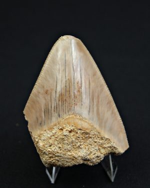 Megalodon desde Java