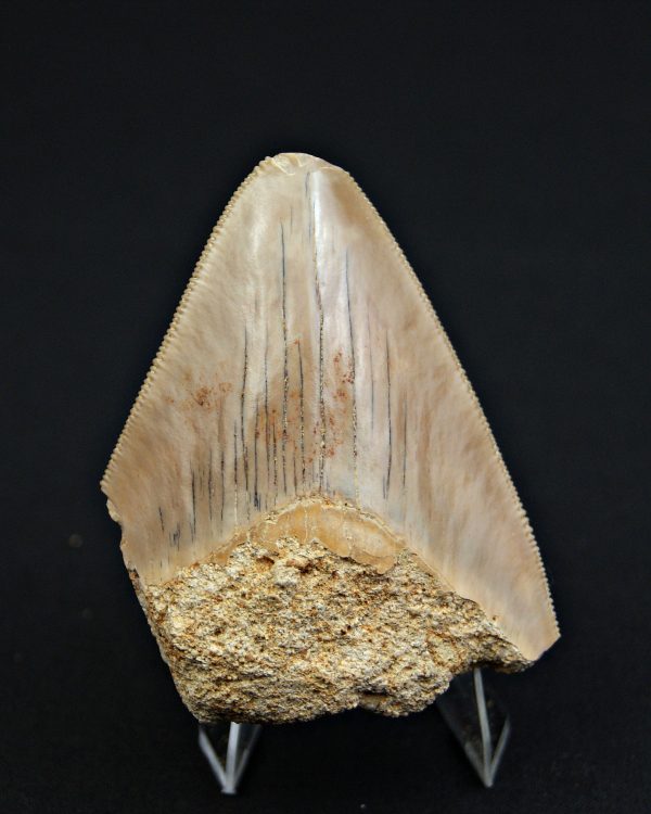 Megalodon desde Java