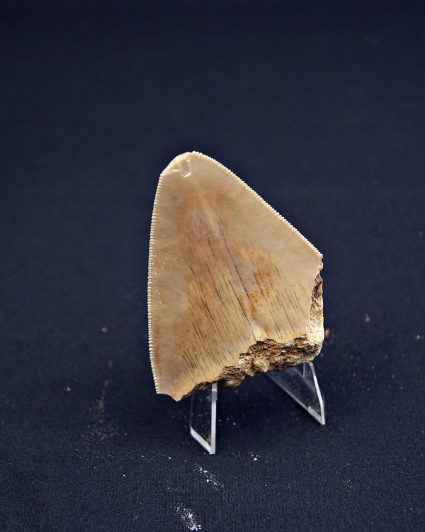 Megalodon desde Java