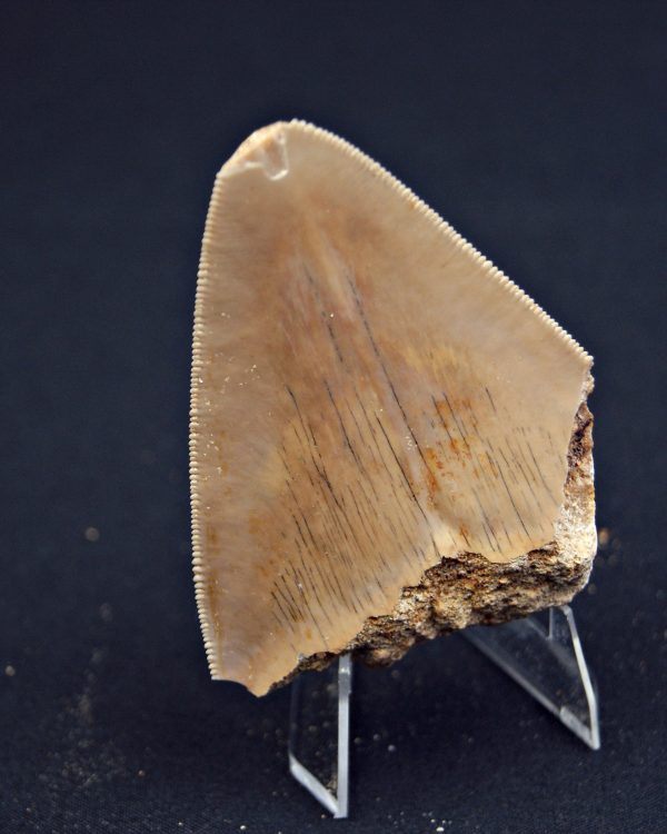 Megalodon desde Java