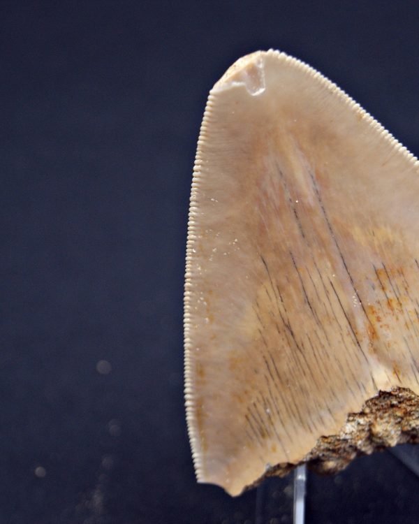 Megalodon desde Java