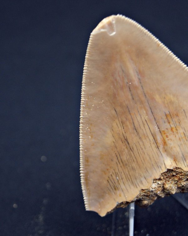 Megalodon desde Java