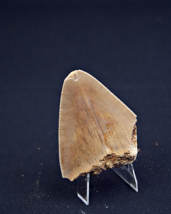 Megalodon desde Java