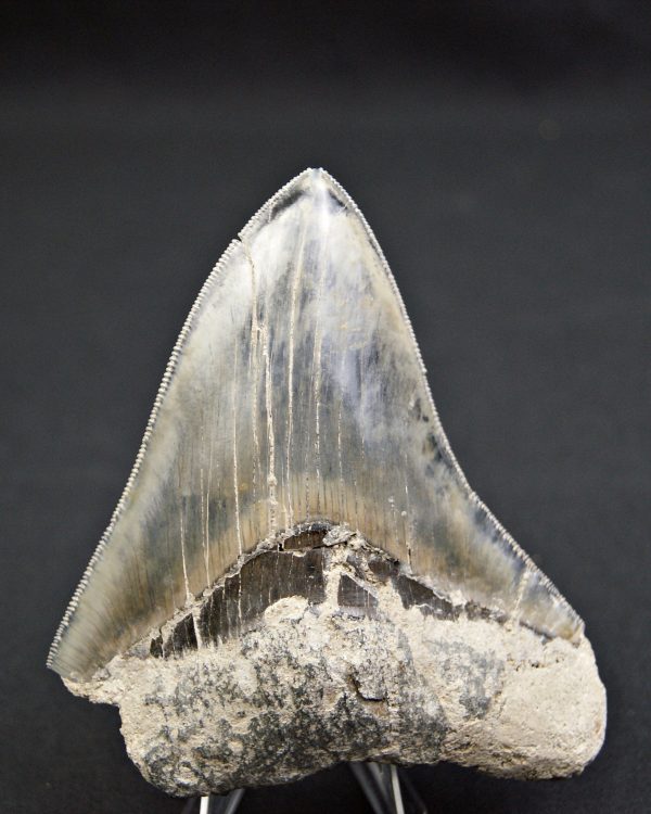 Diente  negro azulado megalodon