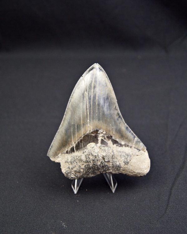 Diente  negro azulado megalodon