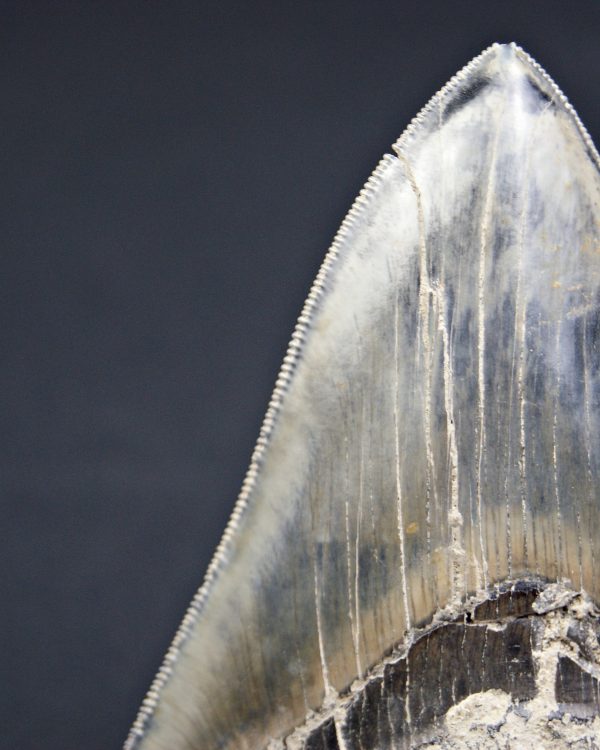 Diente  negro azulado megalodon