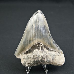 Diente negro azulado megalodon
