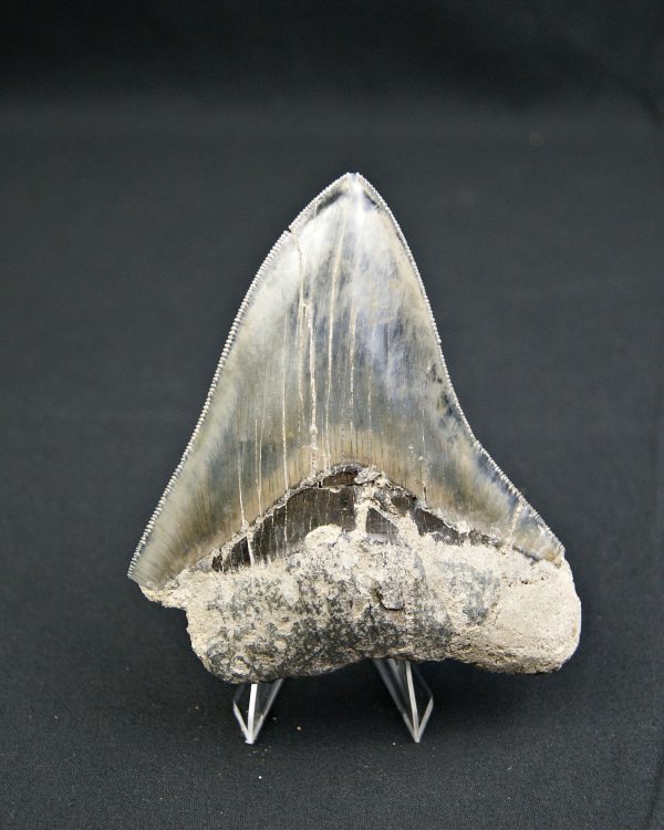 Diente  negro azulado megalodon