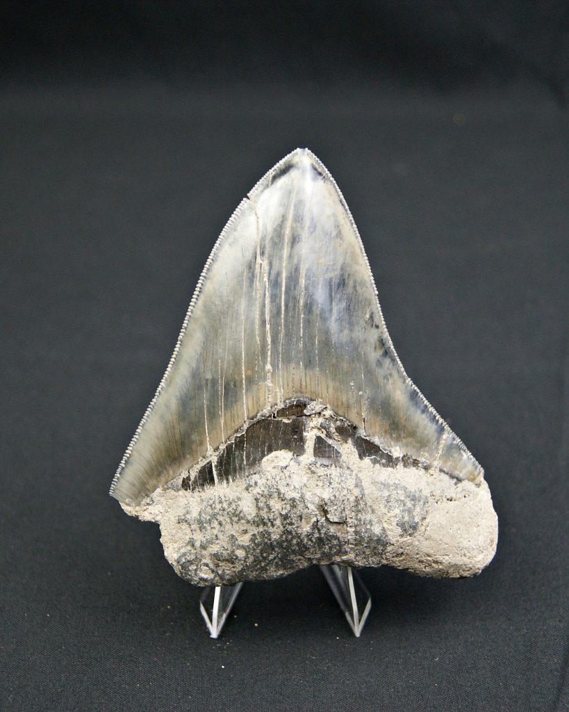 Diente negro azulado megalodon