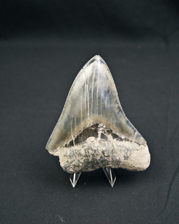 Diente  negro azulado megalodon