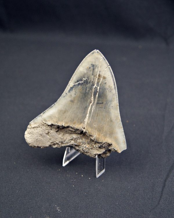 Diente  negro azulado megalodon