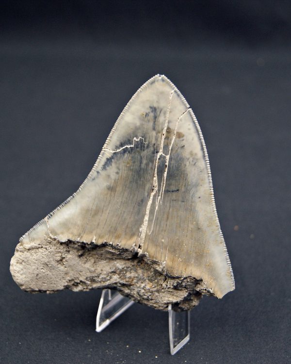 Diente  negro azulado megalodon