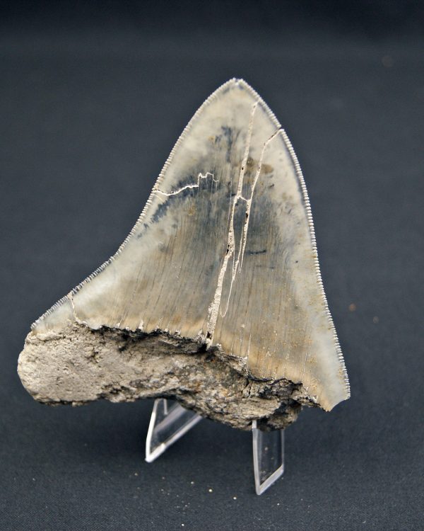 Diente  negro azulado megalodon