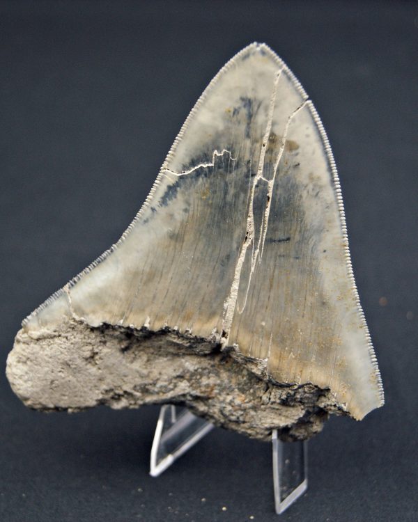 Diente  negro azulado megalodon