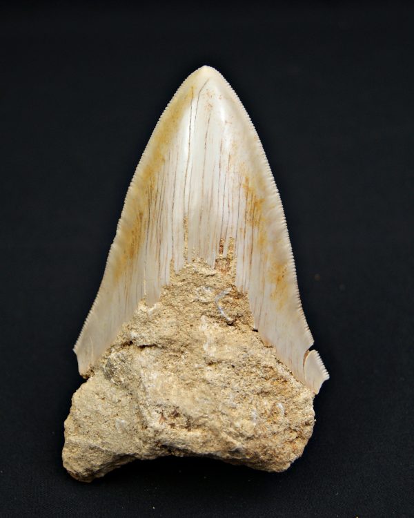 SONY DSC Otodus megalodon de 11.4 cm