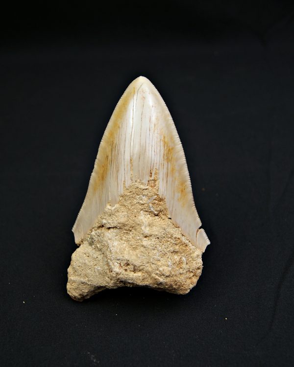 SONY DSC Otodus megalodon de 11.4 cm