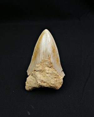 Otodus megalodon de 11.4 cm