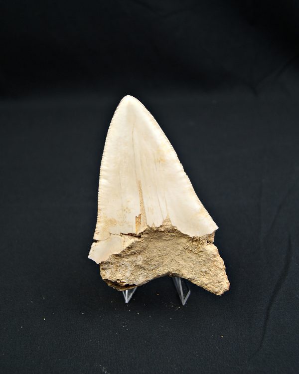 SONY DSC Otodus megalodon de 11.4 cm