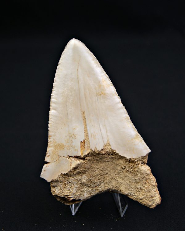 SONY DSC Otodus megalodon de 11.4 cm