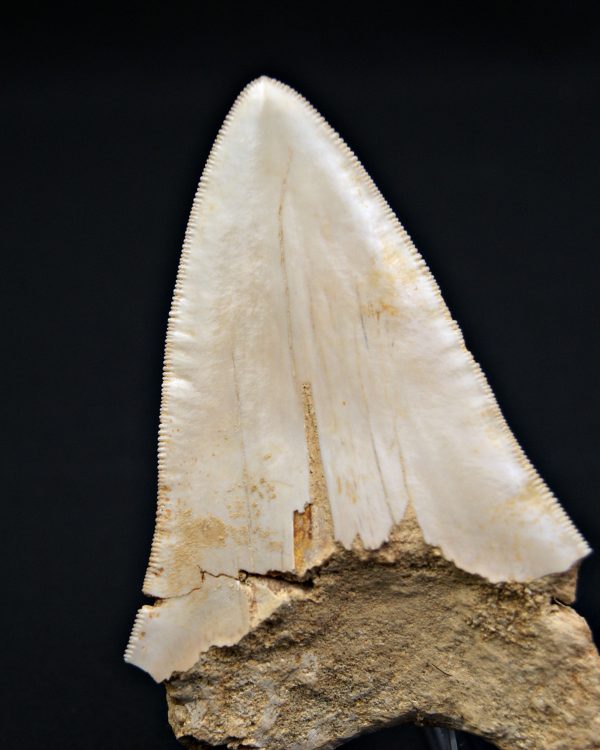 SONY DSC Otodus megalodon de 11.4 cm