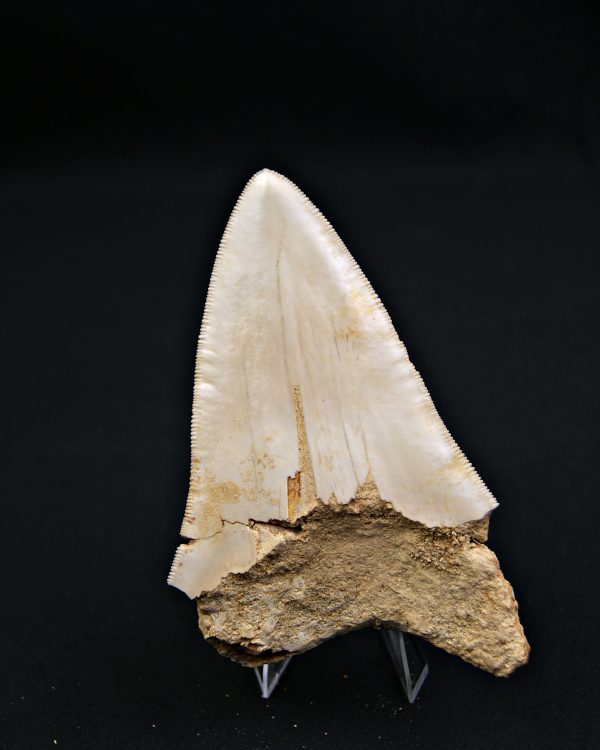 SONY DSC Otodus megalodon de 11.4 cm