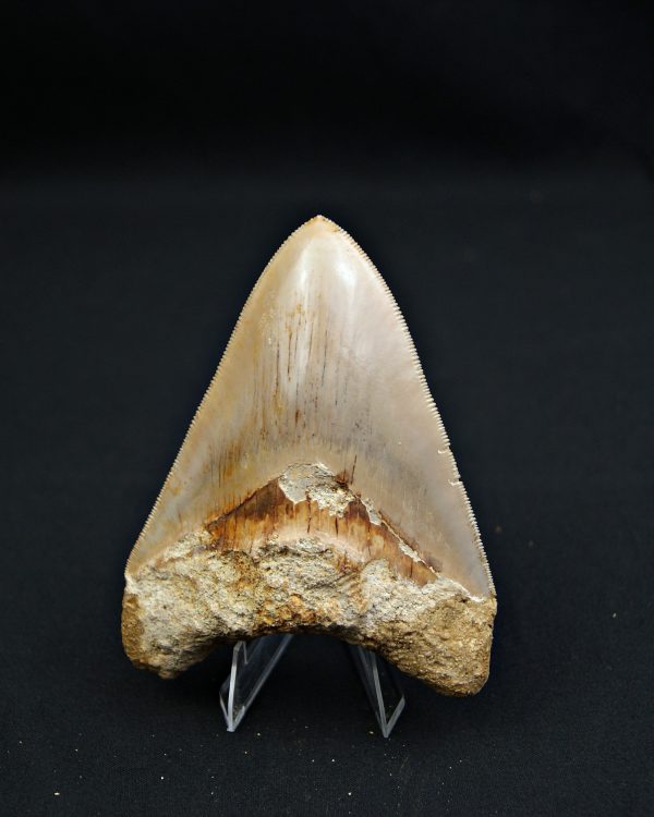 Diente Otodus megalodon