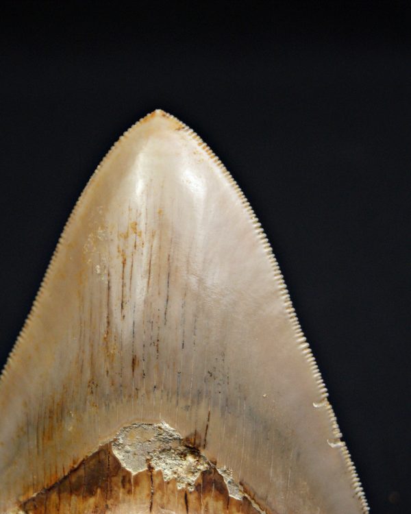 Diente Otodus megalodon