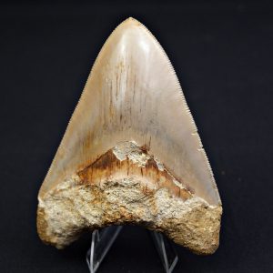 Diente Otodus megalodon