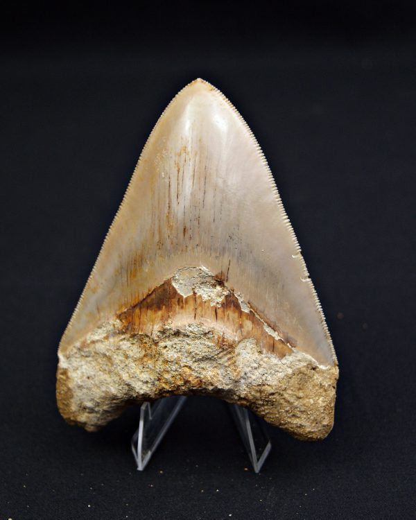 Diente Otodus megalodon
