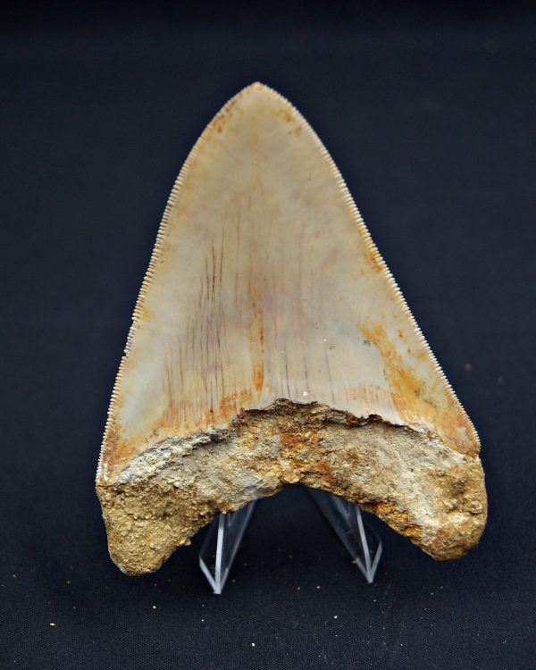 Diente Otodus megalodon