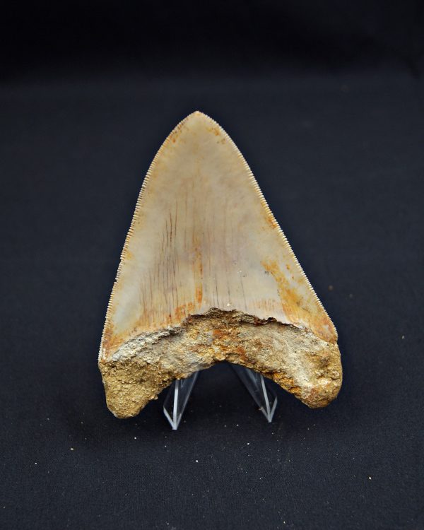 Diente Otodus megalodon