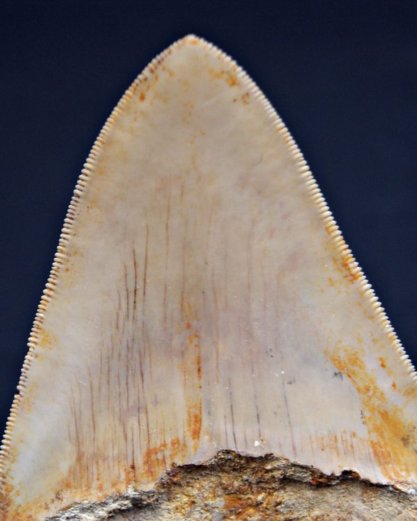 Diente Otodus megalodon