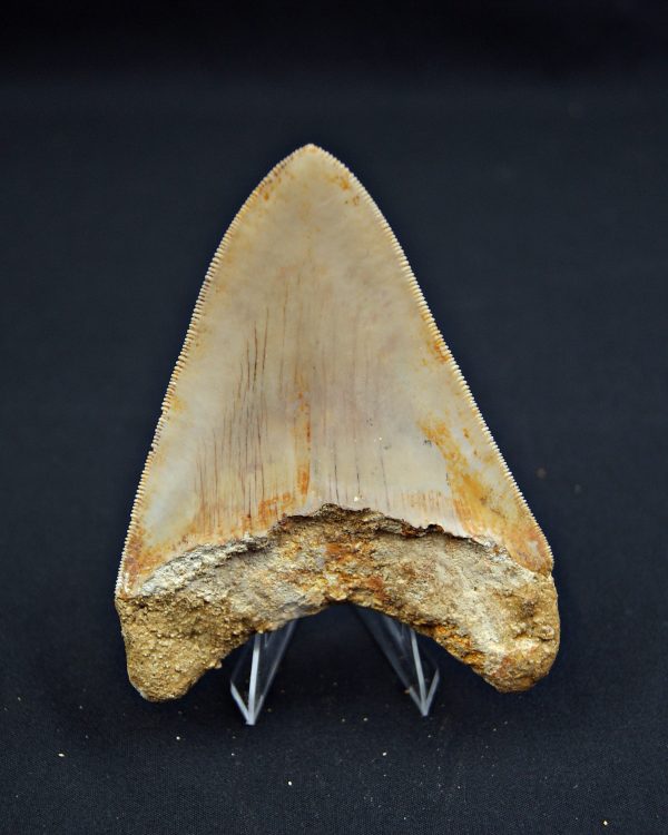 Diente Otodus megalodon