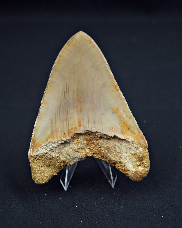 Diente Otodus megalodon
