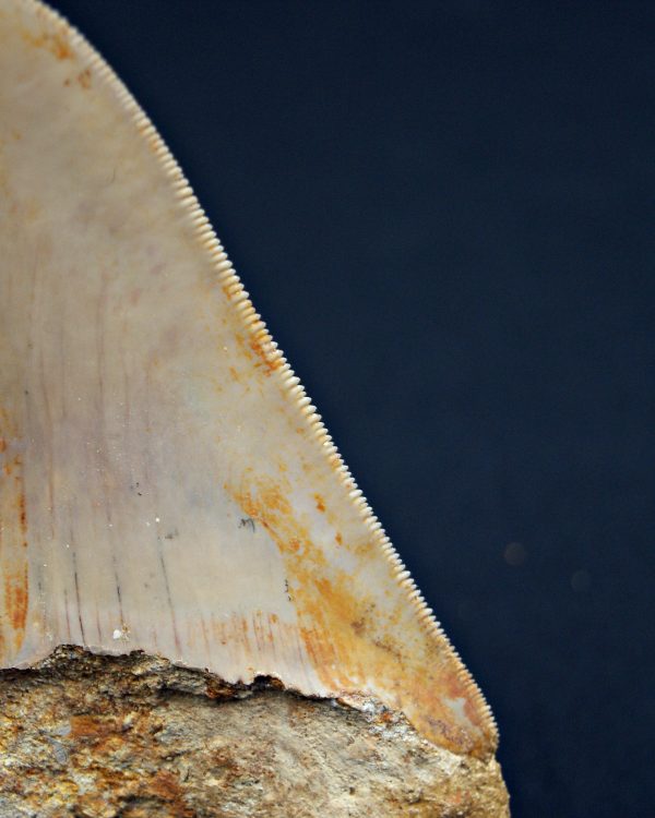 Diente Otodus megalodon