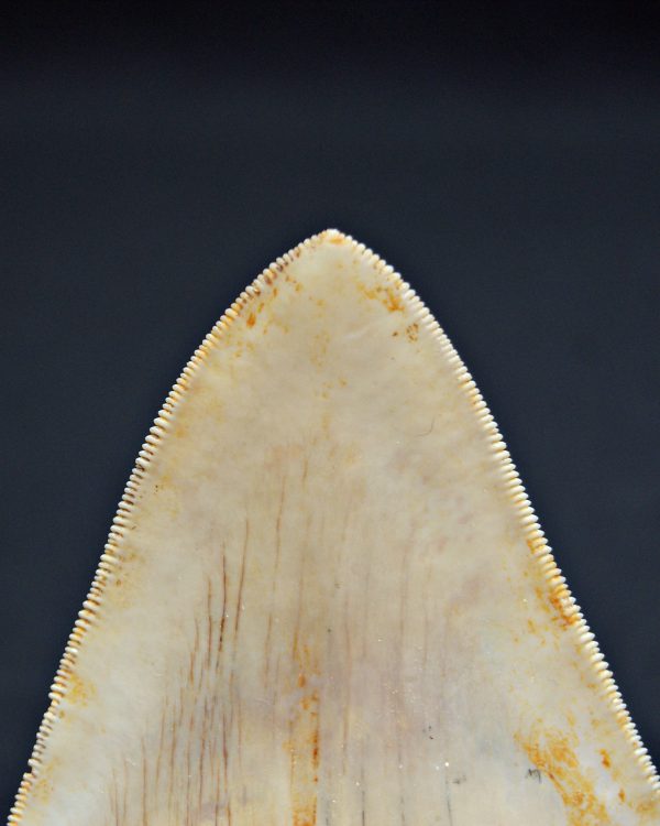 Diente Otodus megalodon