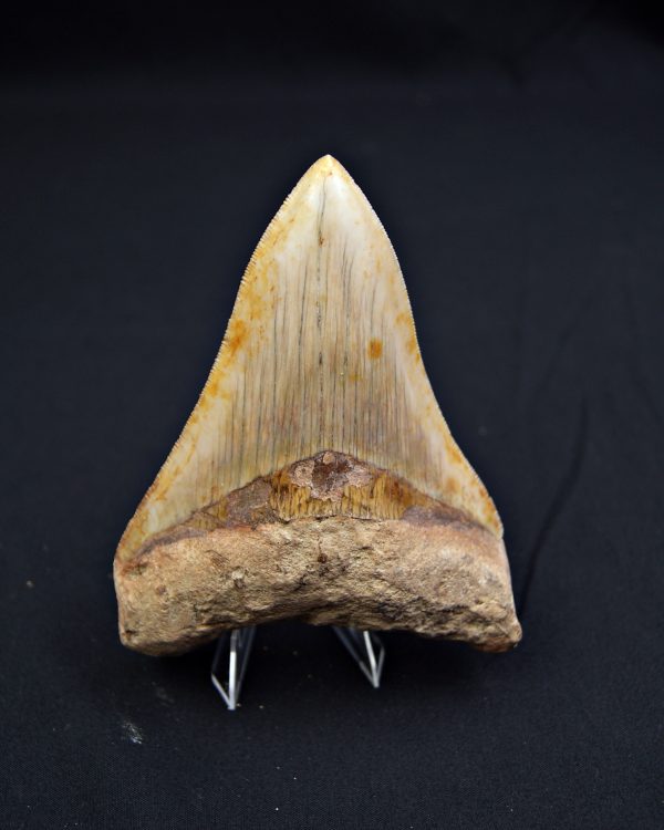 SONY DSC Otodus megalodon Sierra impecable