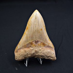 Otodus megalodon Sierra impecable